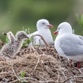 Red-Billed Gulls, Dunedin, New Zealand